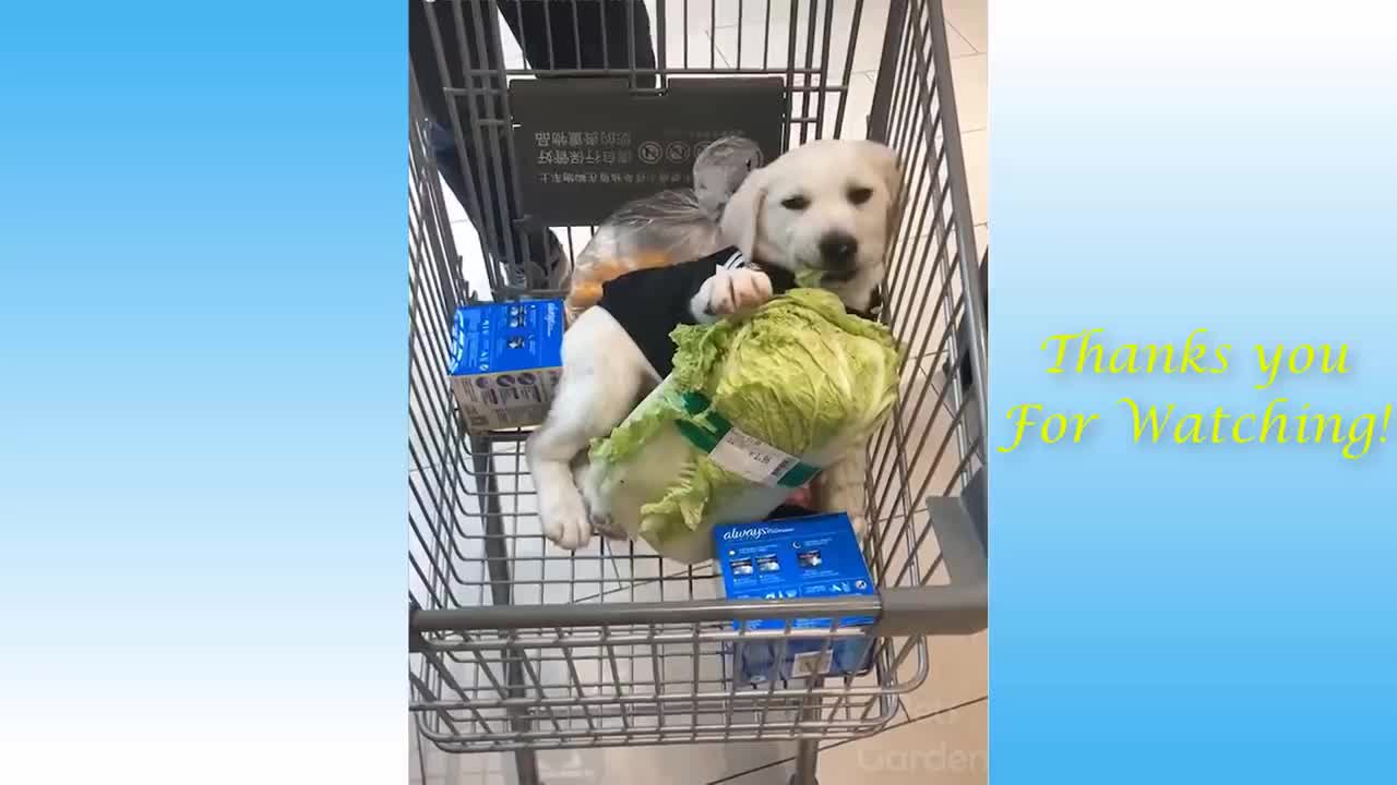 Funny Animal Videos 🐕2021 🐈