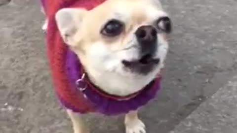 Dog expresses dislike of ringing church bells