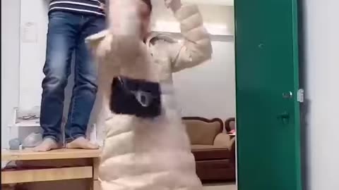 Best Funny Videos | Chinese Funny Clips