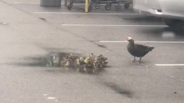 Ducklings Shopping at Walmart Flemimg Island Florida