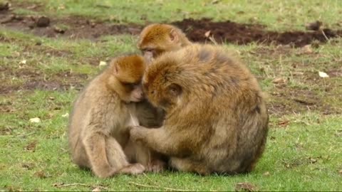 MONKEYS CATCHING