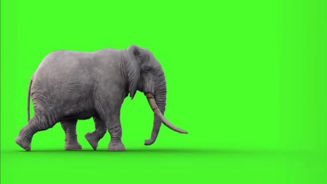 elephant green screen