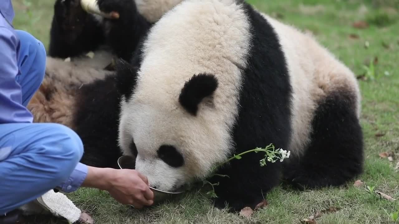 The panda Olaf panda