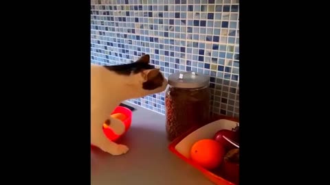 funny cats and dog compilation |cats and dogs funny fails |cats and dogs funniest videos #46