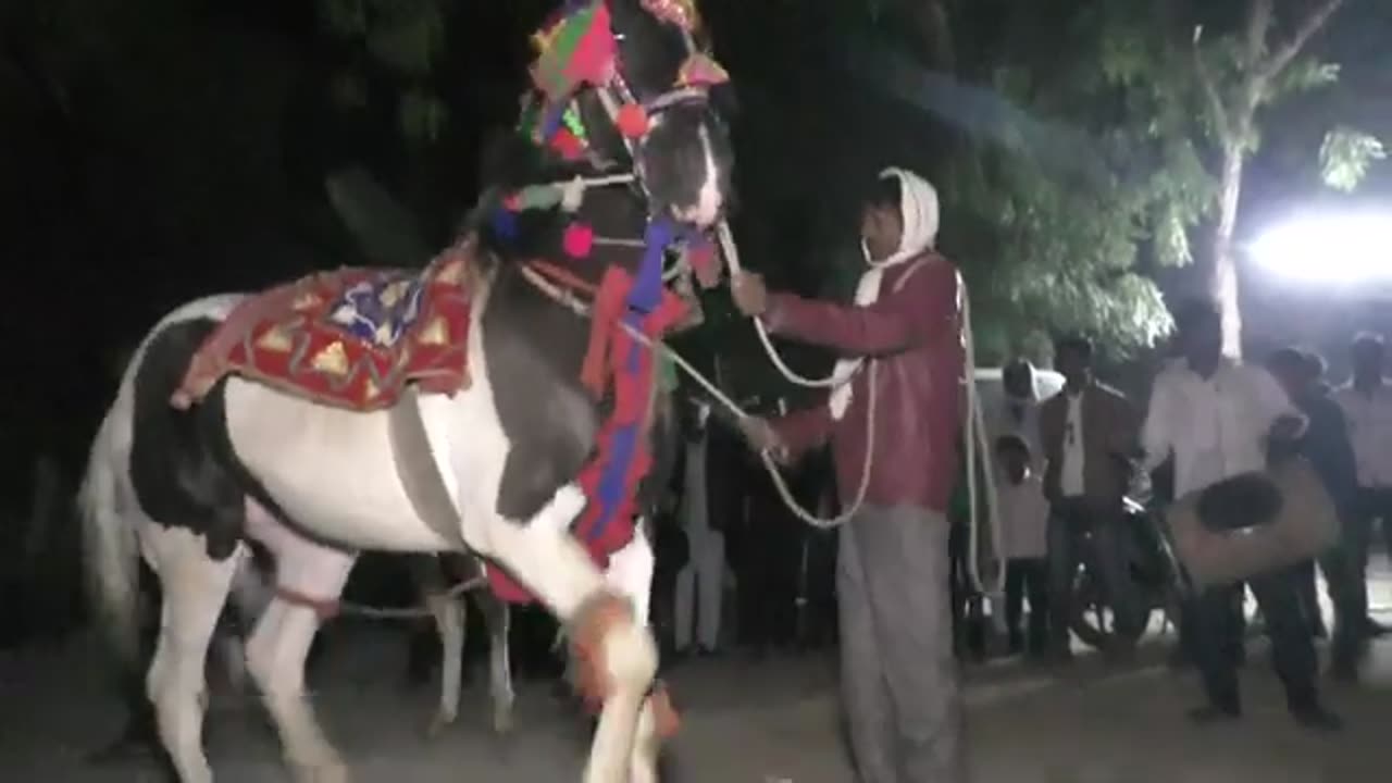 Horse dancing