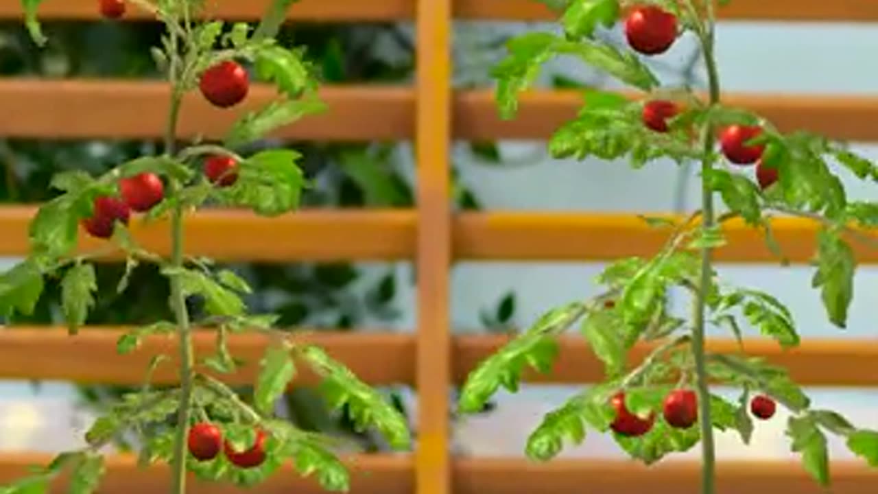 Smart Harvest And Gardening Hacks To Save Time