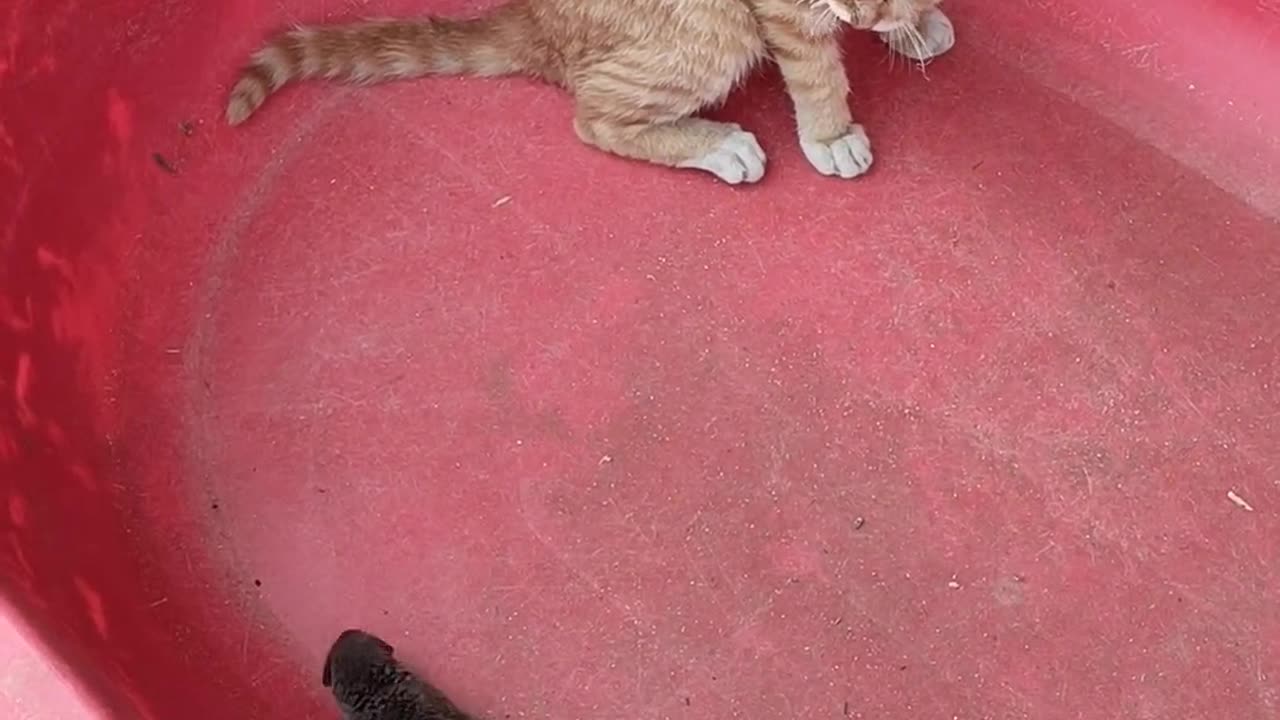 Scared cat