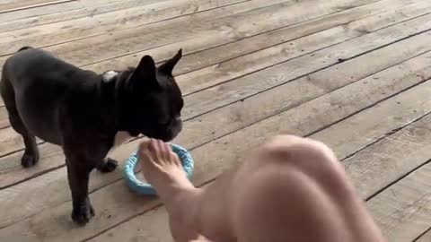 Take it if you can | French Bulldog