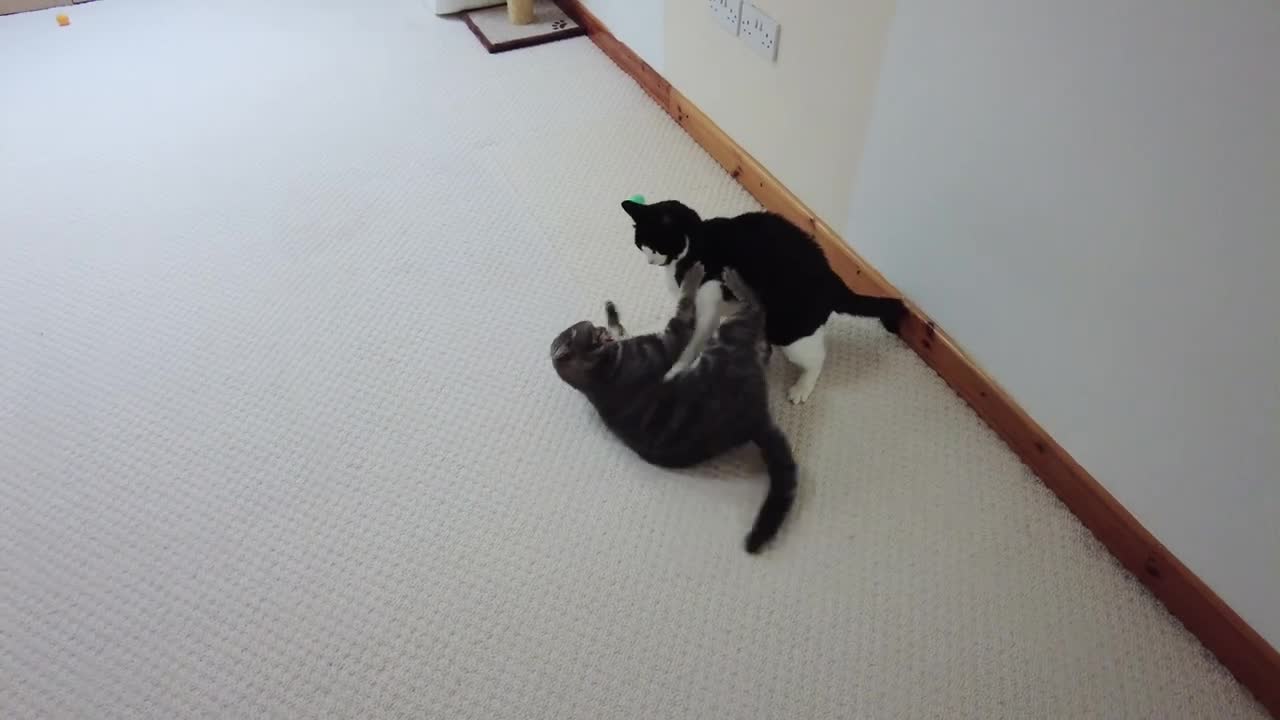 Cat Bites Other Cats Butt Then Pounces On Him