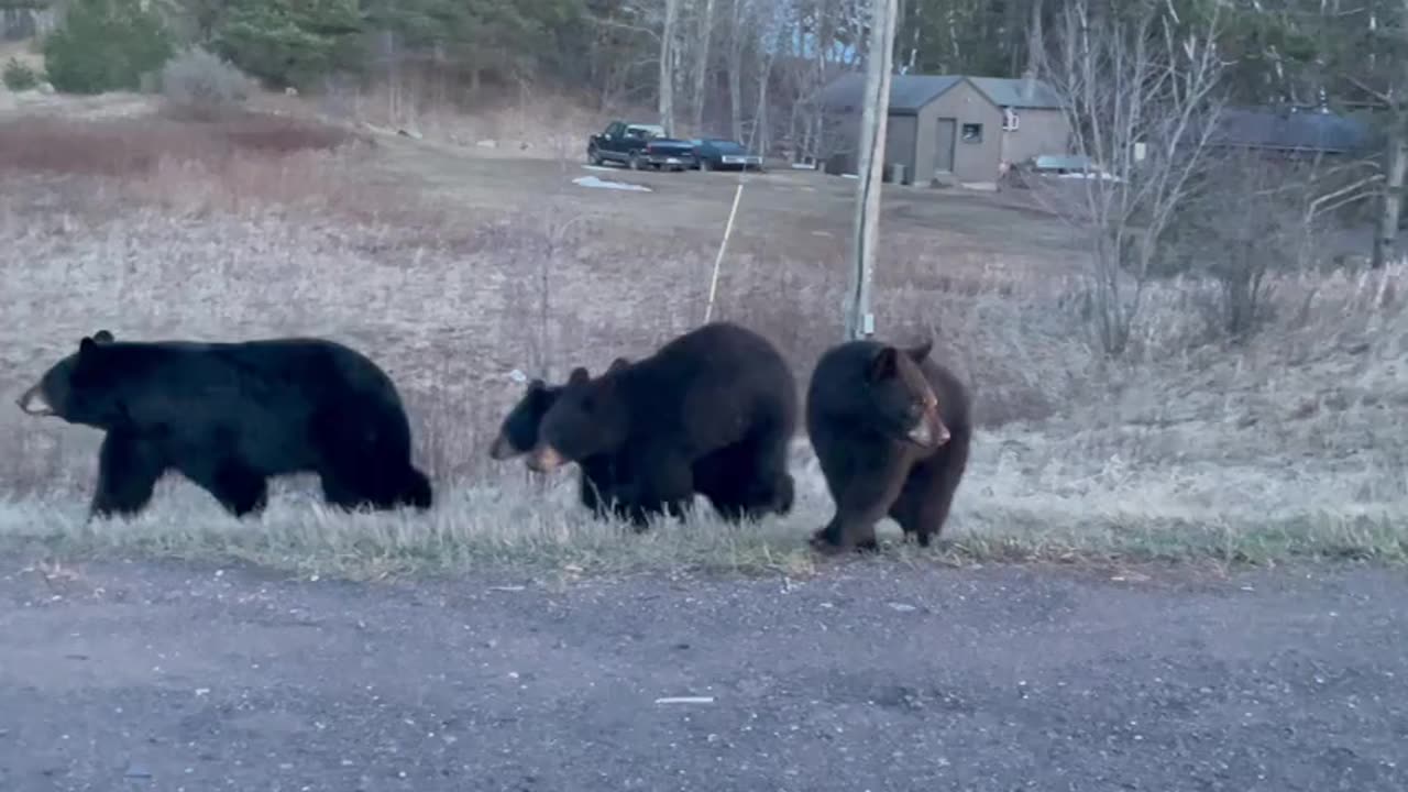 Busy Bear Family Of Five Crosses Road