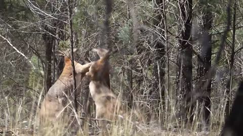 Rednecks fighting