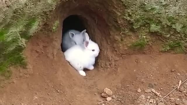 Baby rabbits cute baby rabbits