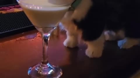 FUNNIEST CATS 😍😻