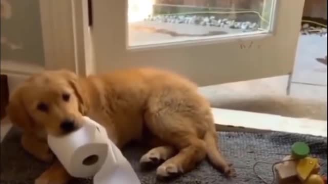 Cute Golden Dog SOO CUTE You Have to See Them 🐶🥰| Cute Puppies