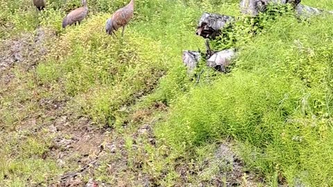 Sandhill Cranes beautiful "voices" chasing me off. Homer, AK 2/23/23