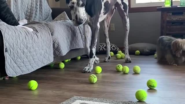 THE GREAT DANE Dog Video 82 - Great Dane Compilation - Tallest Dog in The World