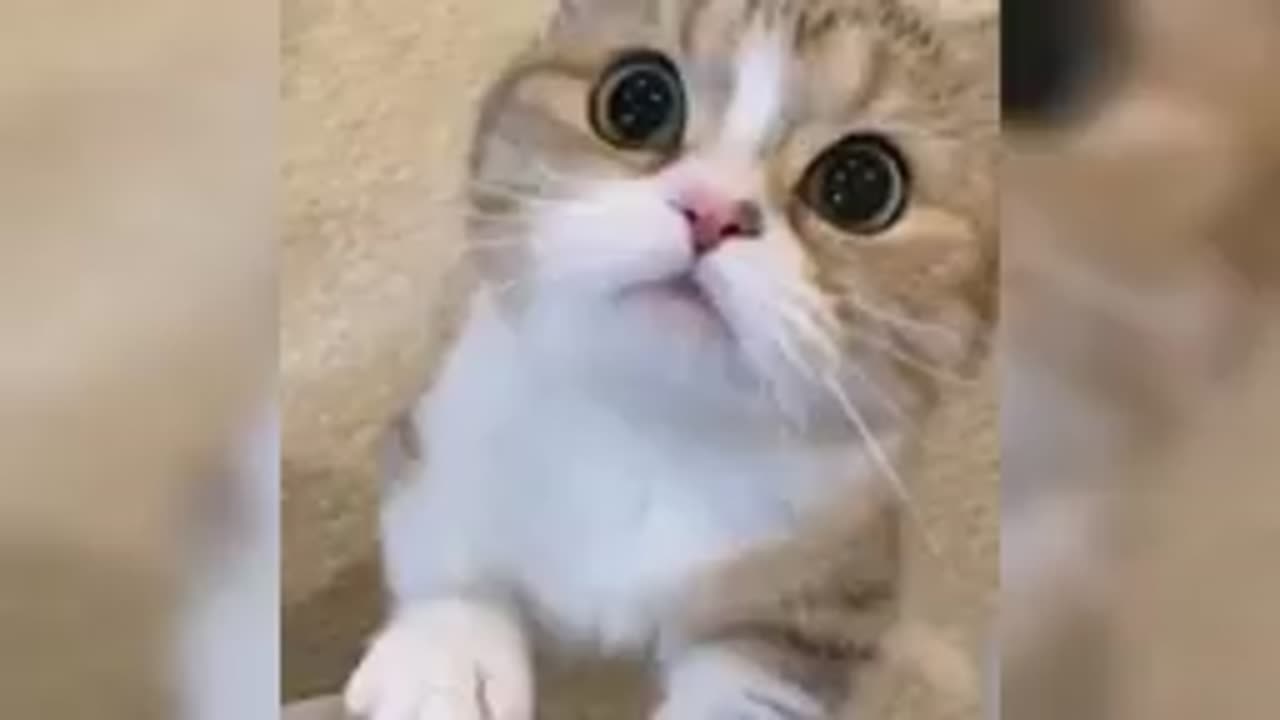 Cat .... funny video