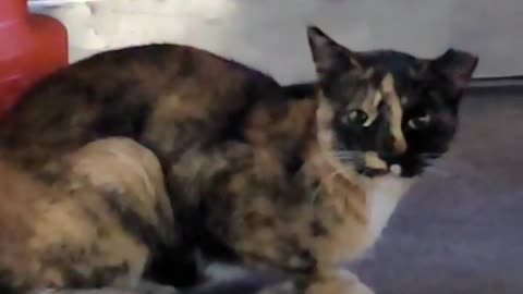 A cat living in the Hyundai Motor factory where her mother works