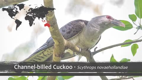 The Most Haunting Birds Songs of the World