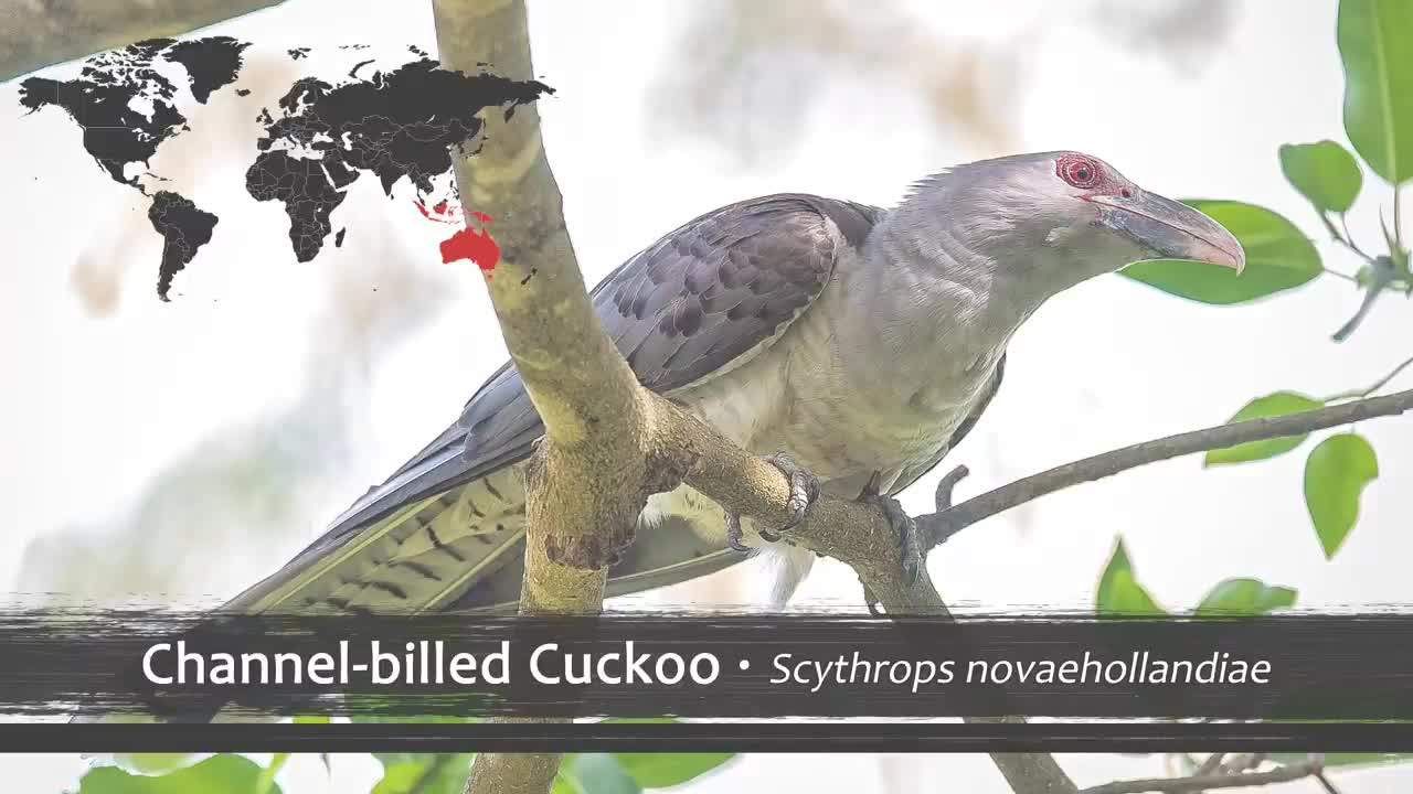 The Most Haunting Birds Songs of the World