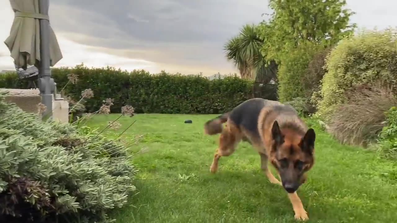 Daily Rutine with Our Family Dog