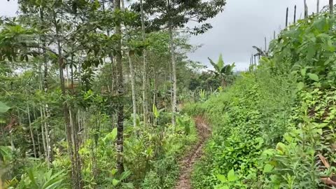 Sungguh dingin turun kabut di musim hujan bikin betah dan ketagihan untuk datang ke kampung
