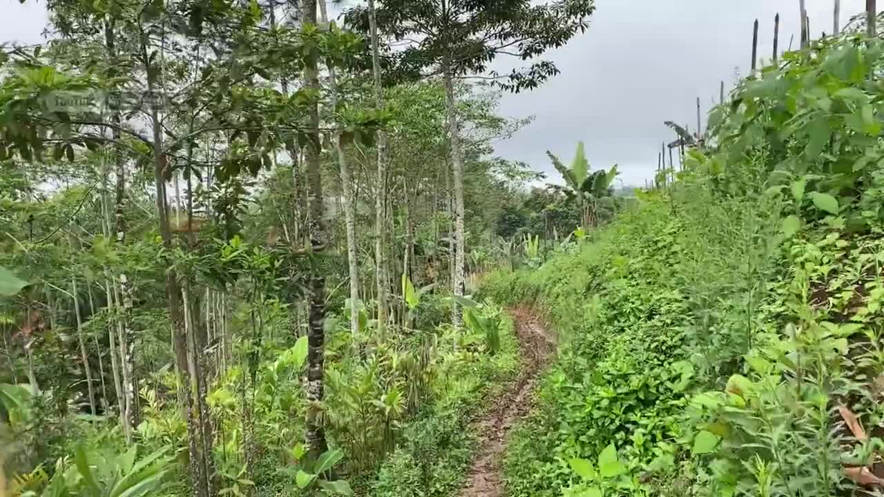 Sungguh dingin turun kabut di musim hujan bikin betah dan ketagihan untuk datang ke kampung