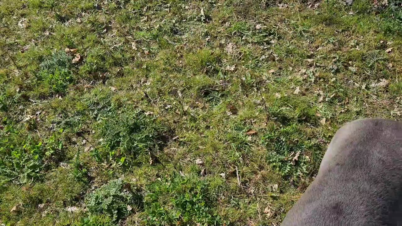 Bruce The Cane Corso 50 KG 110 Lbs 9.5 Month Old Walking