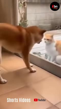 Cats and dogs fighting very funny || try not to laugh|| short