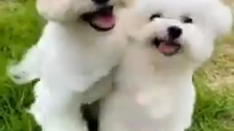 Cute Dog