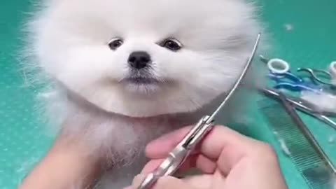 Cute dogs videos , very cute dogs