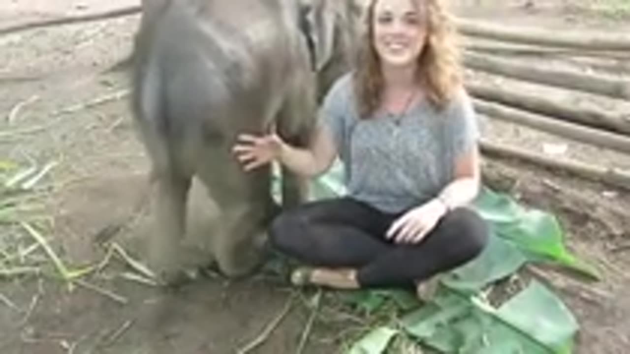 cute baby elephant loves to cuddle