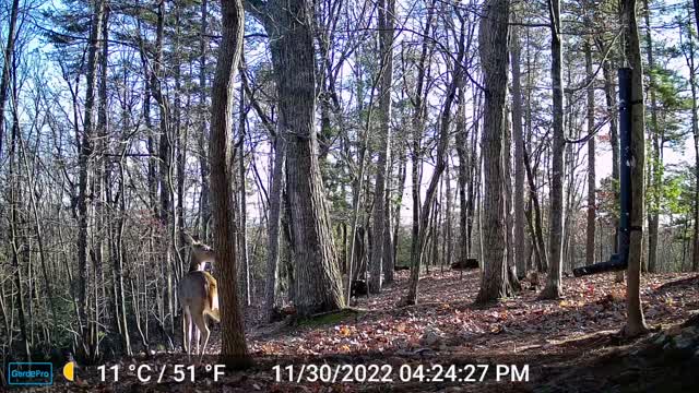 The Woods – 12/01/2022