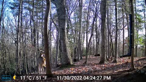 The Woods – 12/01/2022