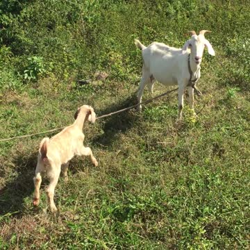 AH BABY POP OUT DE BUMBACLOT TOILETTE