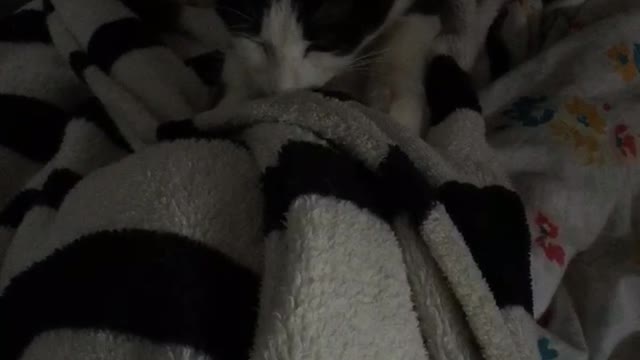 Gatinha amassado lençol