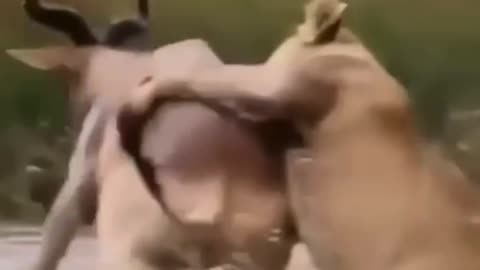 Cute and adorable animal behavior makes anyone happy to see it