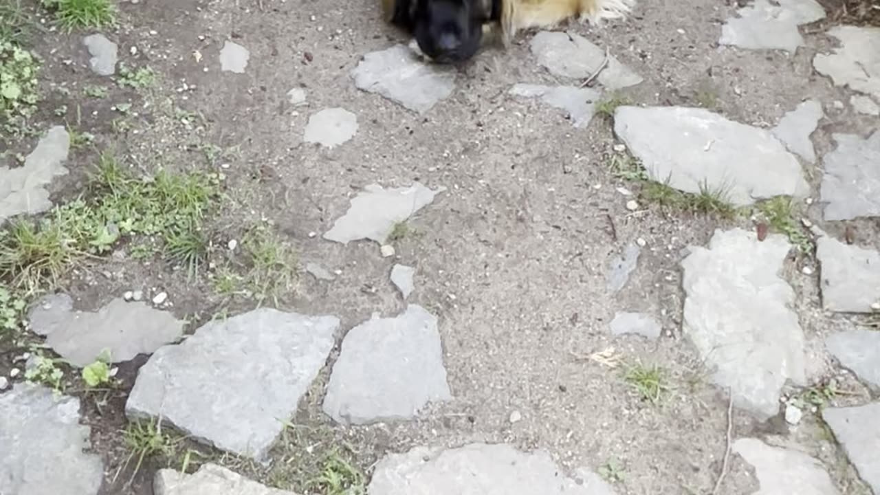 2 Dogs trying to beat the heat Leonberger are very intelligent. #aka "The Gentle Giants " #dog #dogs