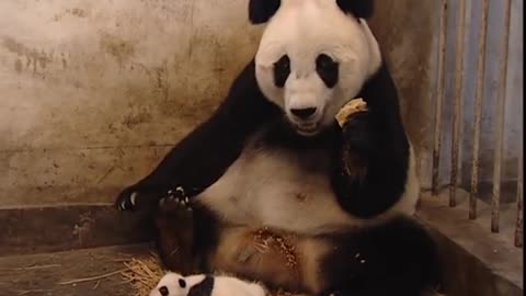 Baby panda sneezes and scares mother