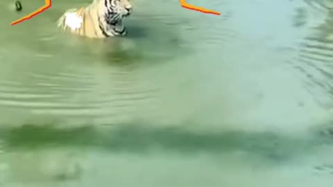 Funny moment of tiger