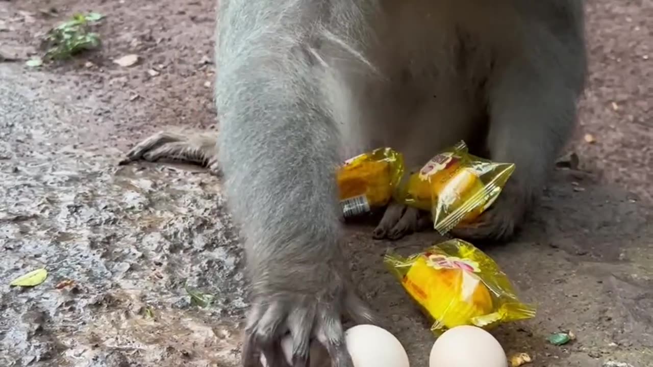 Hungry monkey 🐒🐒🐒