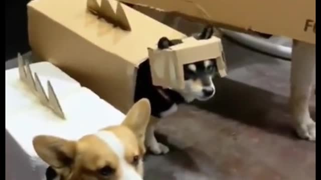 Put a cardboard box on the dog. It looks really fun