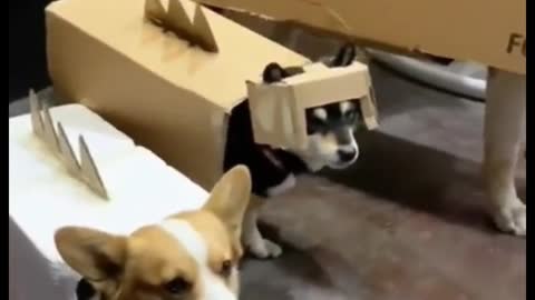 Put a cardboard box on the dog. It looks really fun