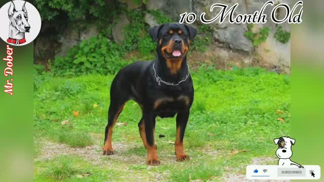 Rottweiler dogs best status