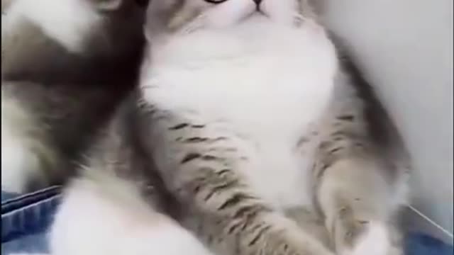 THE FUNNIEST CAT