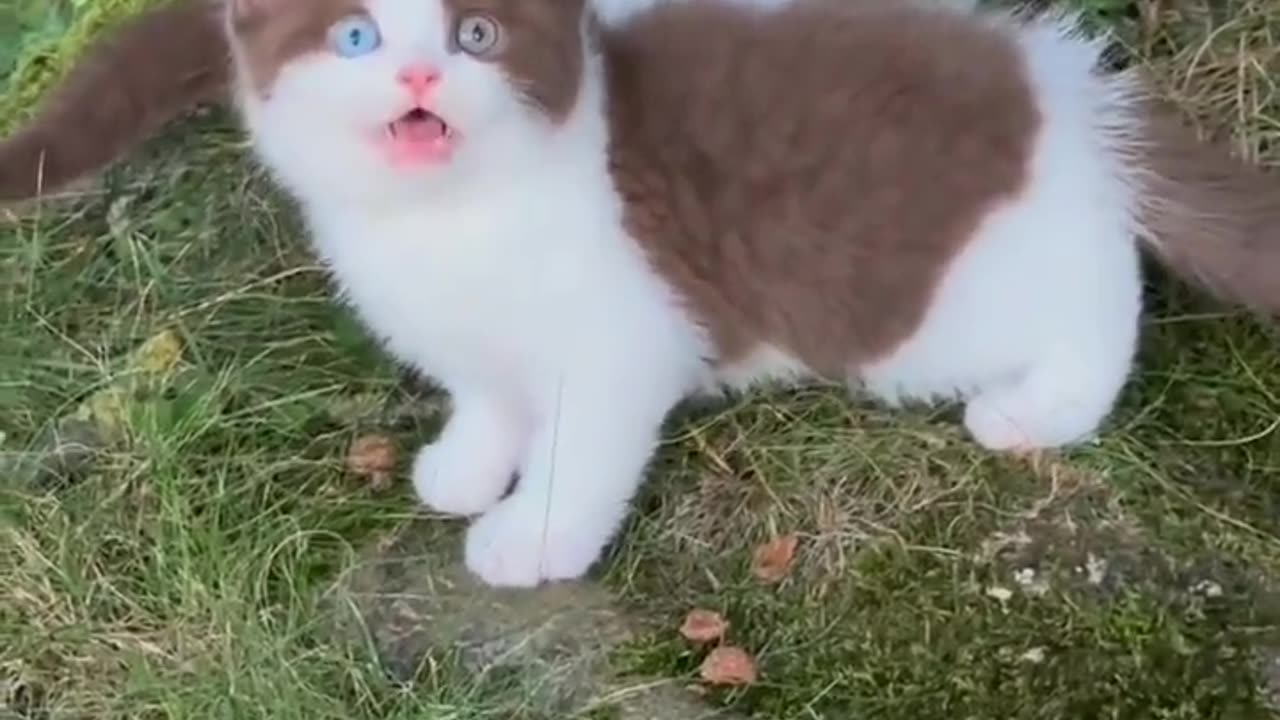 cute cat