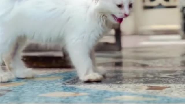 Funny cat
