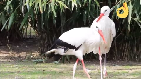 Beautiful birds are enjoying 1♥️❤️🤎💜