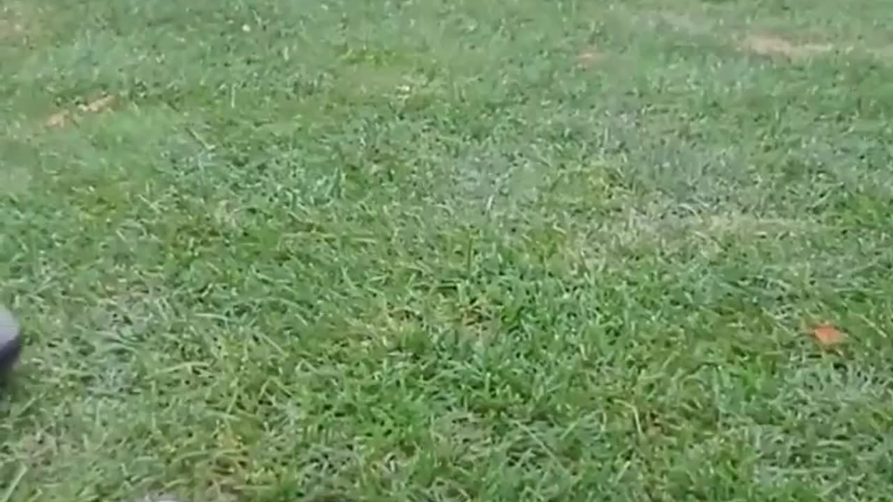 Wait for it to Drop: Crazy put on 17 at Backyard Golf Course