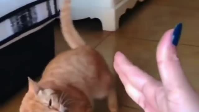 Better cat than action actor 😂🤣 Watch Now !!